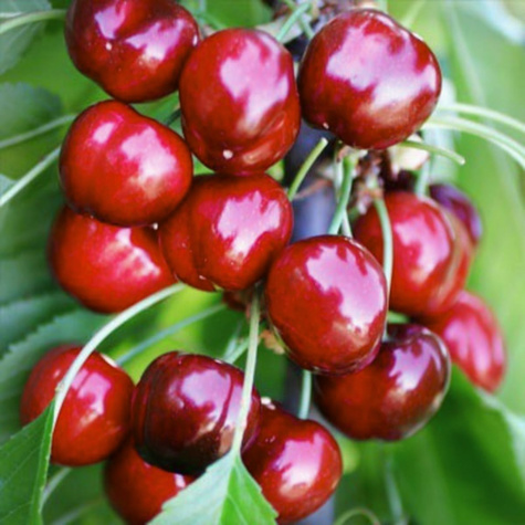 Maguskirsipuu kääbusvorm Burlat (GISELA5) – paljasjuursed istikud