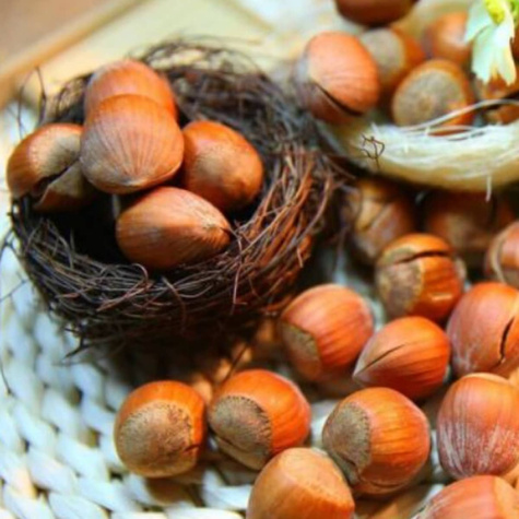 Orzech laskowy Barceloński START PACK ®