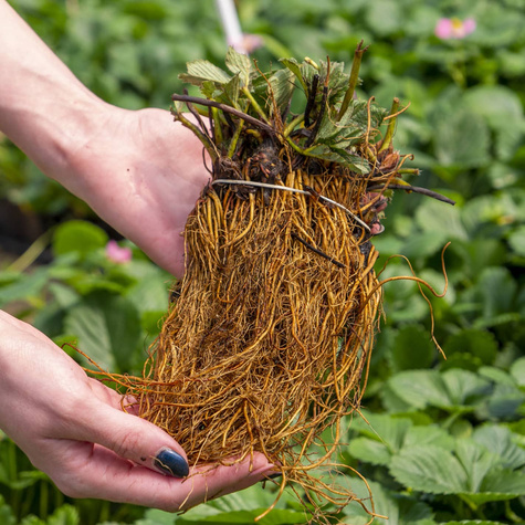 "Vaarikmaasikas" - Maasikataimed 10 tk