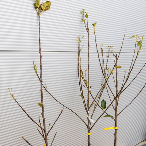 Õunapuu Elstar – paljasjuursed istikud