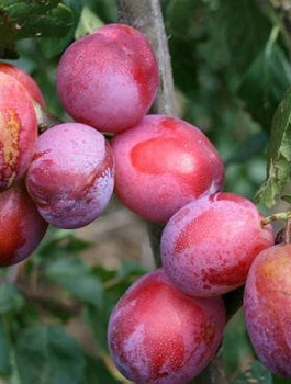 Ploomipuu Opal – paljasjuursed istikud