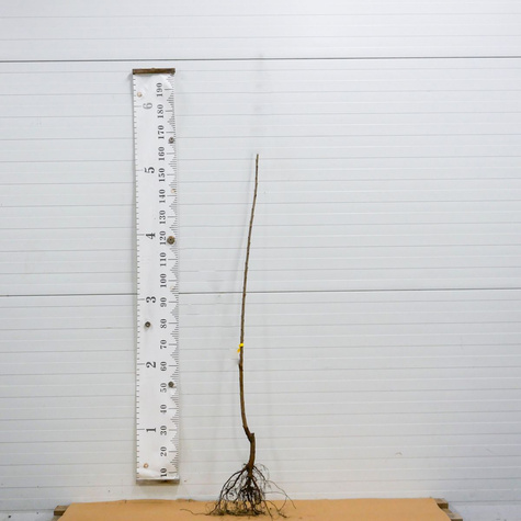 Maguskirsipuu Vega – paljasjuursed istikud