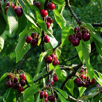 Hapukirsipuu Kelleris 16 – paljasjuursed istikud