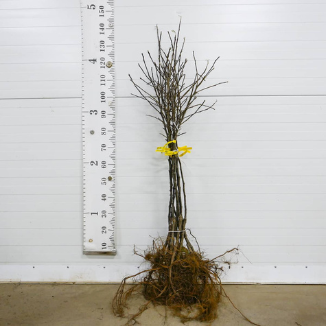 Õunapuu Jonagored – paljasjuursed istikud