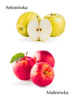 Duo õunapuu Antonowka + Malinowka – paljasjuursed istikud