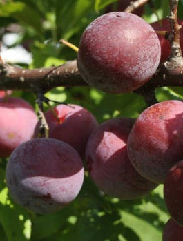 Ploomipuu (jaapani) Angelo – paljasjuursed istikud