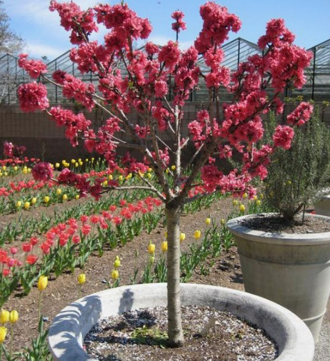 Virsikupuu Honey Gold kääbusvorm – paljasjuursed istikud