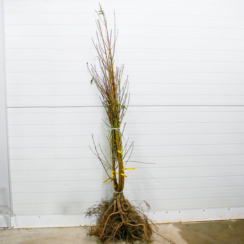 Virsikupuu Redhaven – paljasjuursed istikud