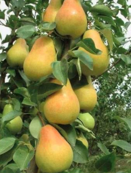 Pirnipuu Saphira sambakujuline vorm – paljasjuursed istikud