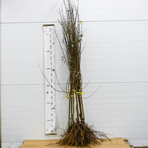 Ploom-aprikosipuu Dapple Dandy – paljasjuursed istikud