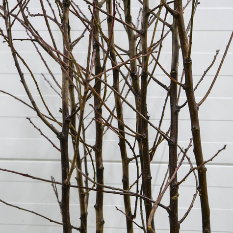 Ploomipuu Jojo – paljasjuursed istikud