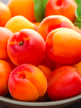 Aprikoosipuu Compacta sambakujuline vorm – paljasjuursed istikud