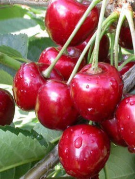 Hapukirsipuu "Szklanka Polska" – paljasjuursed istikud