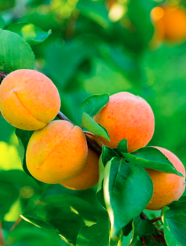 Aprikoosipuu kääbusvorm Aprigold – paljasjuursed istikud