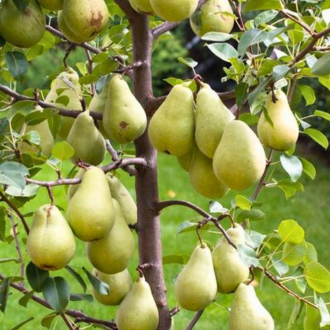 Pirnipuu Bera Hardy – paljasjuursed istikud