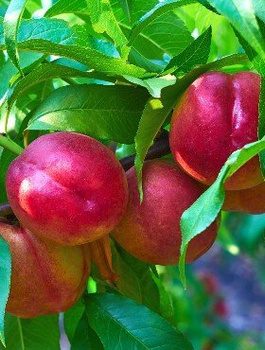 Nektariinipuu Fantasia – paljasjuursed istikud