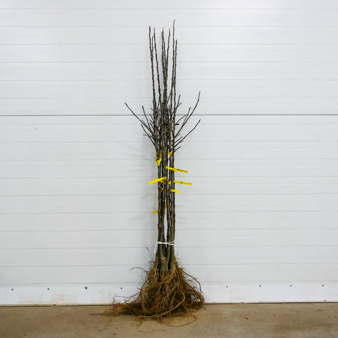 Õunapuu Reneta Landsberska – paljasjuursed istikud