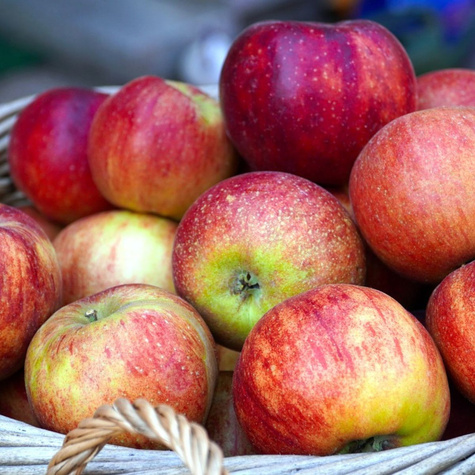 Õunapuu Lobo – paljasjuursed istikud