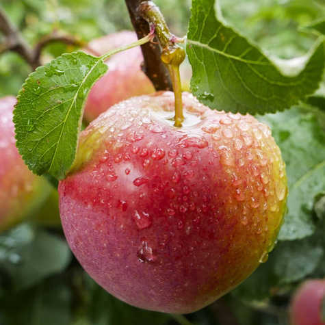 Õunapuu Gala Must – paljasjuursed istikud