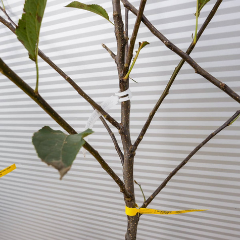 Õunapuu Elstar – paljasjuursed istikud