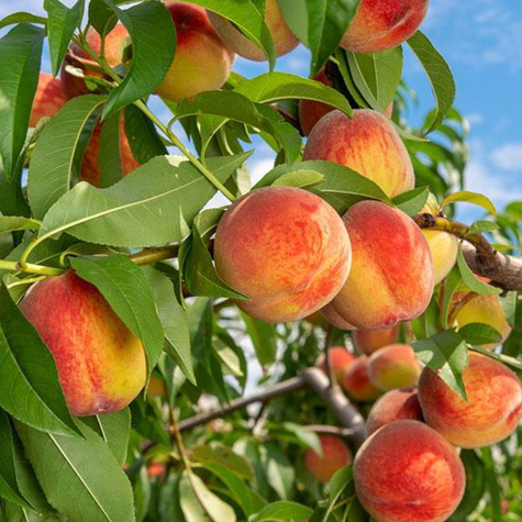 Brzoskwinia Reliance START PACK 