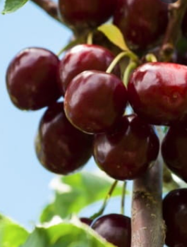 Maguskirsipuu sambakujuline vorm Victoria – paljasjuursed istikud