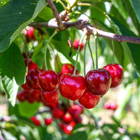 Hapukirsipuu Lutowka – paljasjuursed istikud