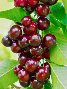 Maguskirsipuu sambakujuline vorm Helena – paljasjuursed istikud