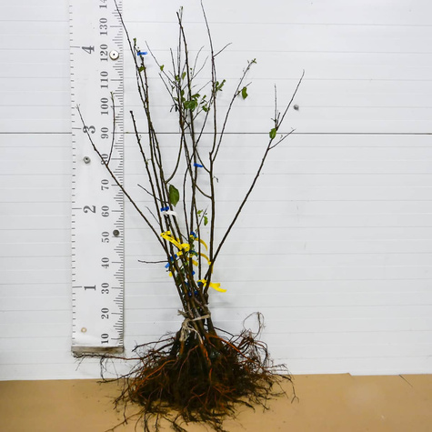 Ploomipuu (jaapani) Kometa – paljasjuursed istikud