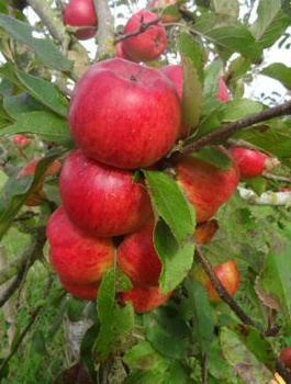 Õunapuu Topaz – paljasjuursed istikud