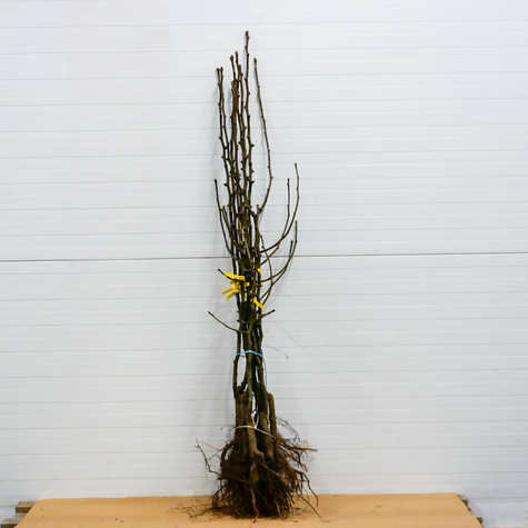 Pirnipuu Aasia Chojuro – paljasjuursed istikud