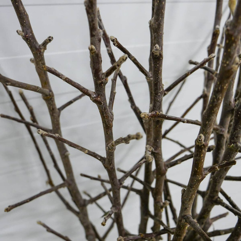 Õunapuu Gloster – paljasjuursed istikud