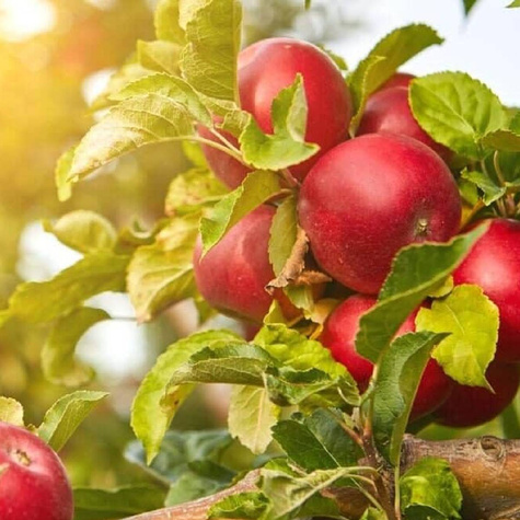 Jabłoń kolumnowa Promyk Słońca Sun Light w typie Red Cap START PACK