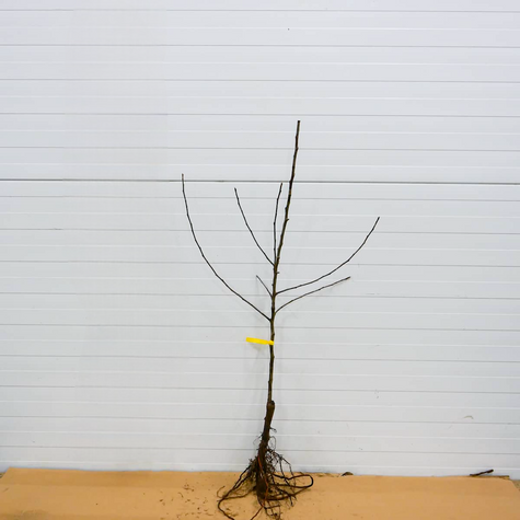 Õunapuu James Grieve – paljasjuursed istikud