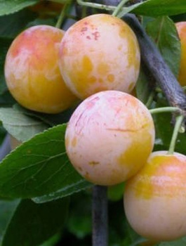 Ploomipuu Mirabelka z Nancy – paljasjuursed istikud