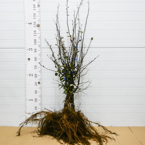 Pirni-küdoonia Wolgogradzka (pehmeviljaline) – paljasjuursed istikud