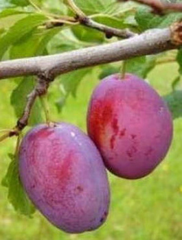 Ploomipuu Cacanska Rana – paljasjuursed istikud