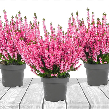 Heleroosa pungaline kanarbik – istikud