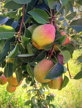 Pirnipuu Santa Maria – paljasjuursed istikud