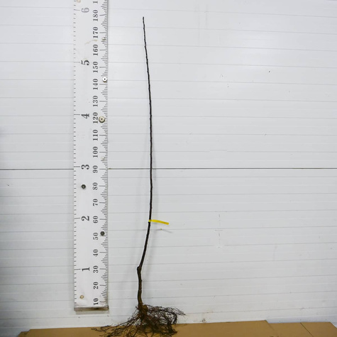 Ploomipuu Gold Dust sambakujuline vorm – paljasjuursed istikud