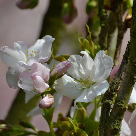 Hapukirsipuu Groniasta z UJF – paljasjuursed istikud