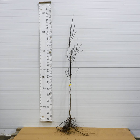 Ploomipuu Jojo – paljasjuursed istikud