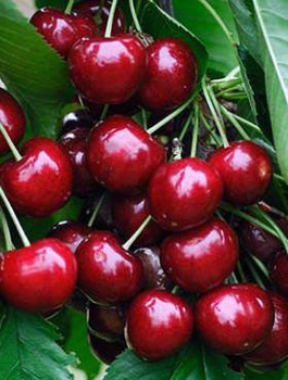 Maguskirsipuu Schneidera – paljasjuursed istikud