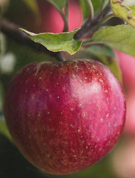 Õunapuu Red Prince – paljasjuursed istikud