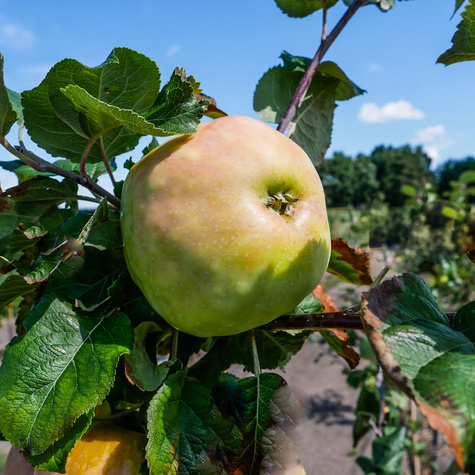 Õunapuu Antonowka – paljasjuursed istikud