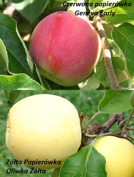 Duo Õunapuu punane ja kollane papierowka – paljasjuursed istikud