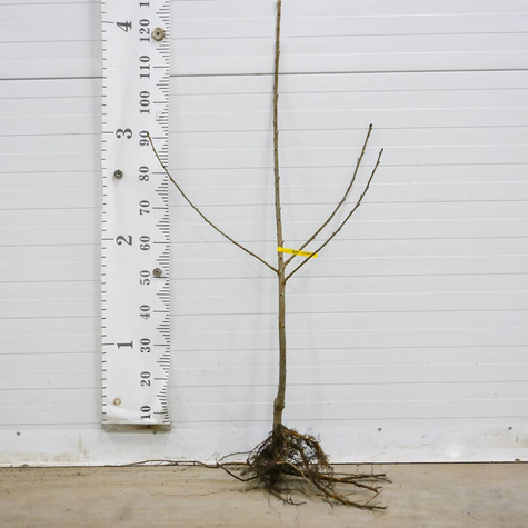 Maguskirsipuu Majowka – paljasjuursed istikud