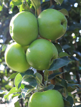 Õunapuu Green Cats sambakujuline vorm – paljasjuursed istikud