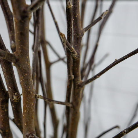 Õunapuu Punane Papierowka – paljasjuursed istikud