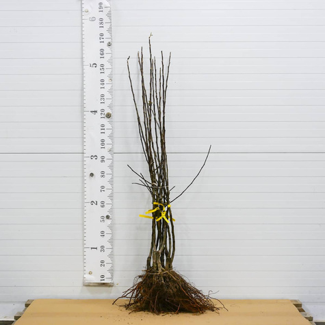 Õunapuu Antonowka suhkrune – paljasjuursed istikud